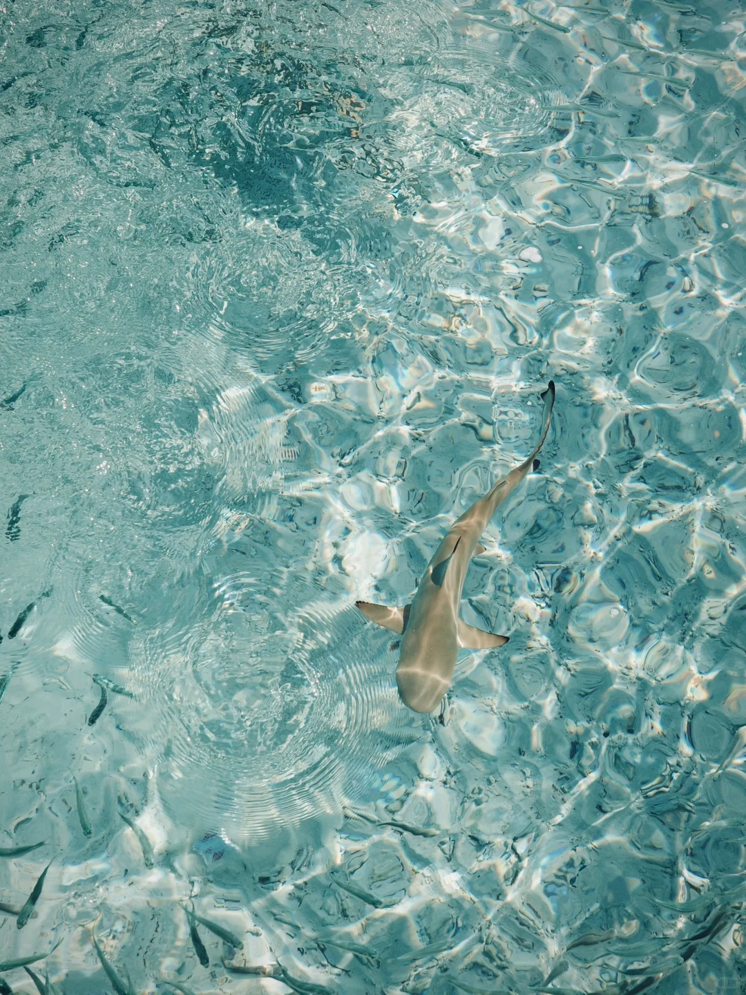 🇲🇾今年为止 去过最最喜欢的海岛🩵🫧