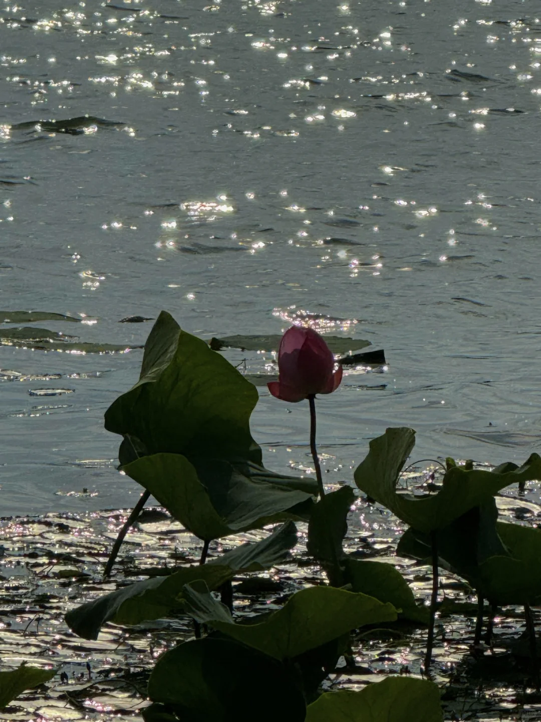 无锡夏天最迷人的小岛，我会反复爱上。