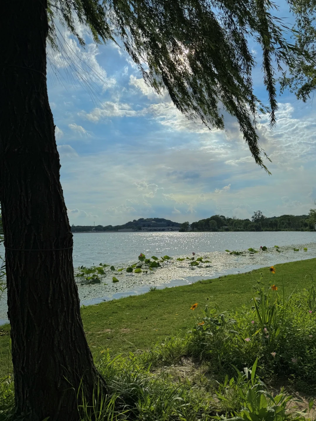 无锡夏天最迷人的小岛，我会反复爱上。