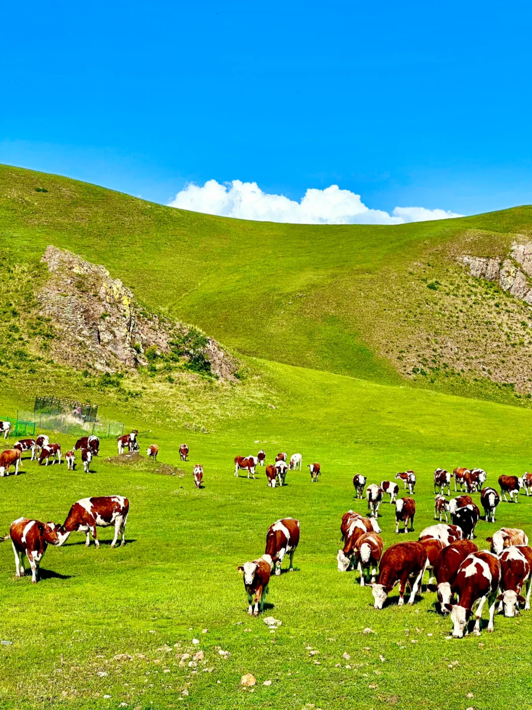 跟朋友去了趟内蒙古，真的可以媲美新西兰了…