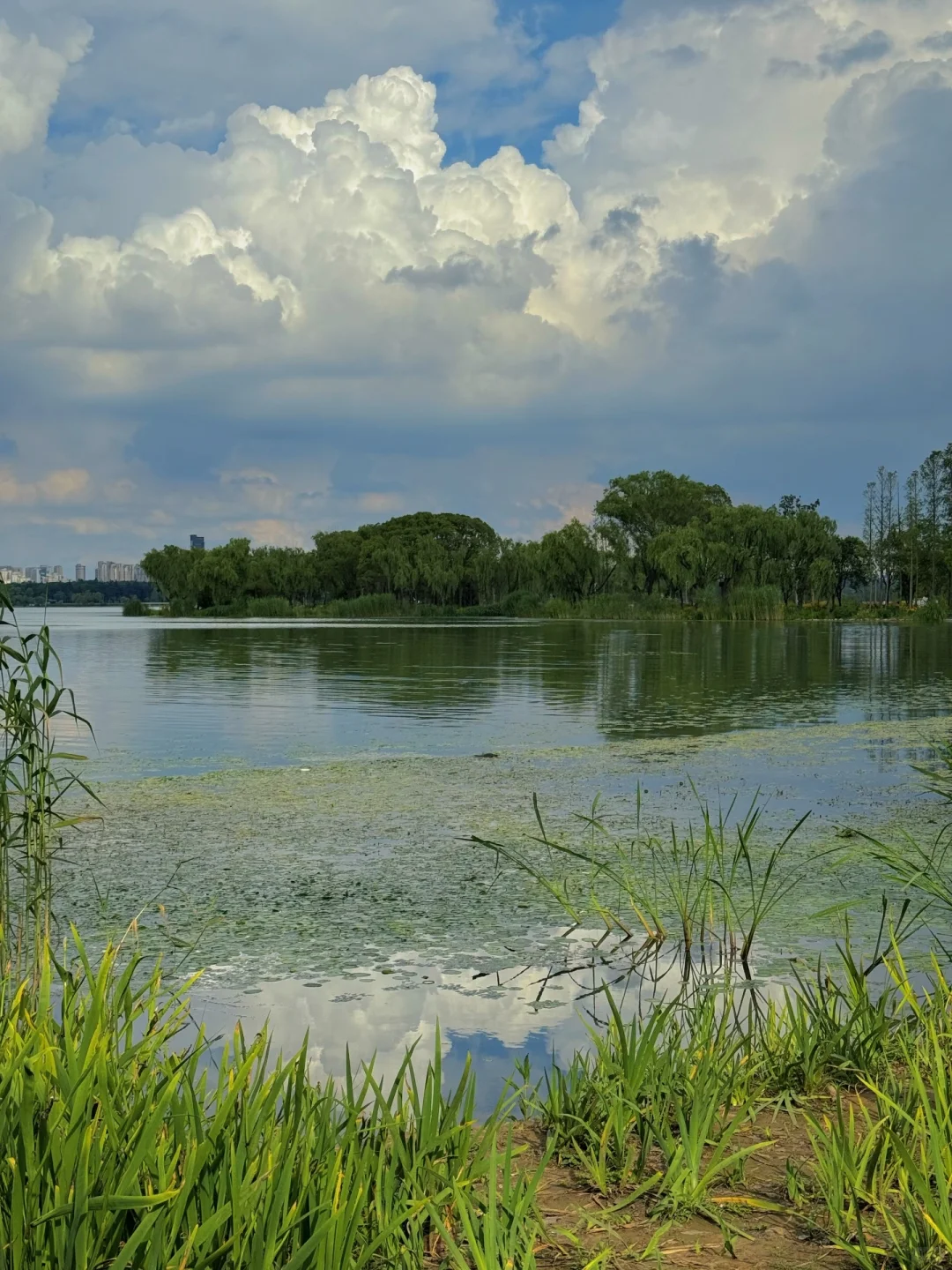 无锡夏天最迷人的小岛，我会反复爱上。