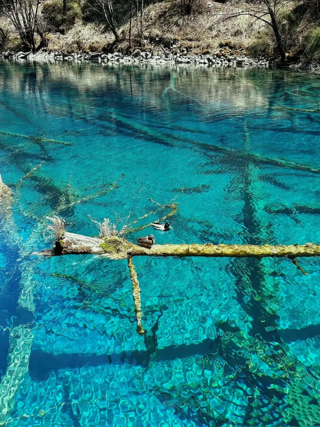 1000块💰玩转九寨沟两天一夜