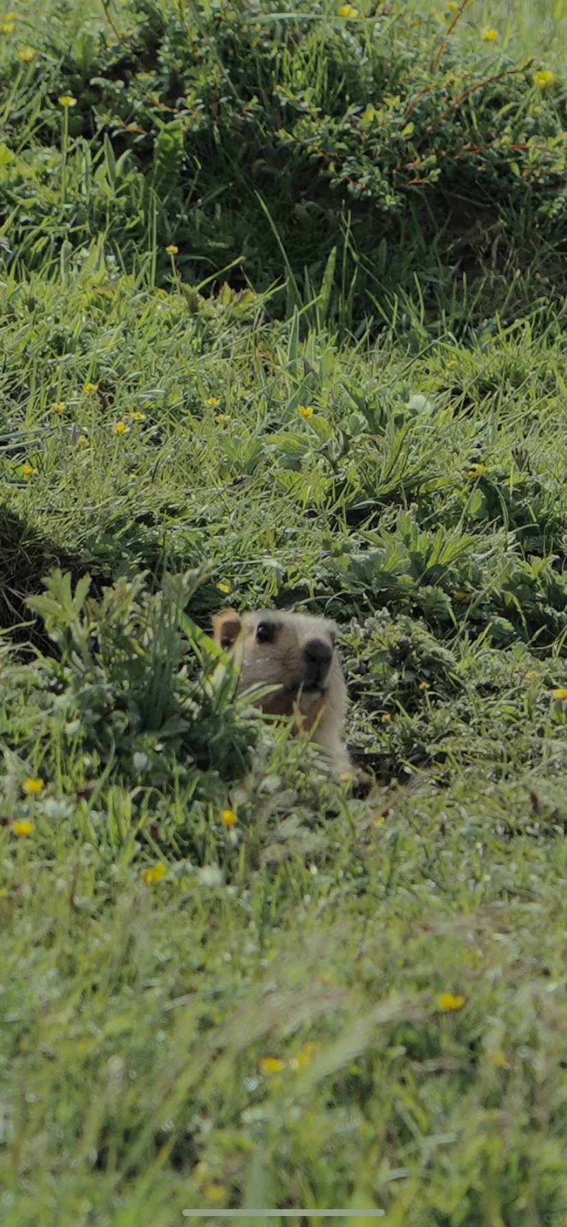 花海去什么俄么塘，达格则啥都能实现。