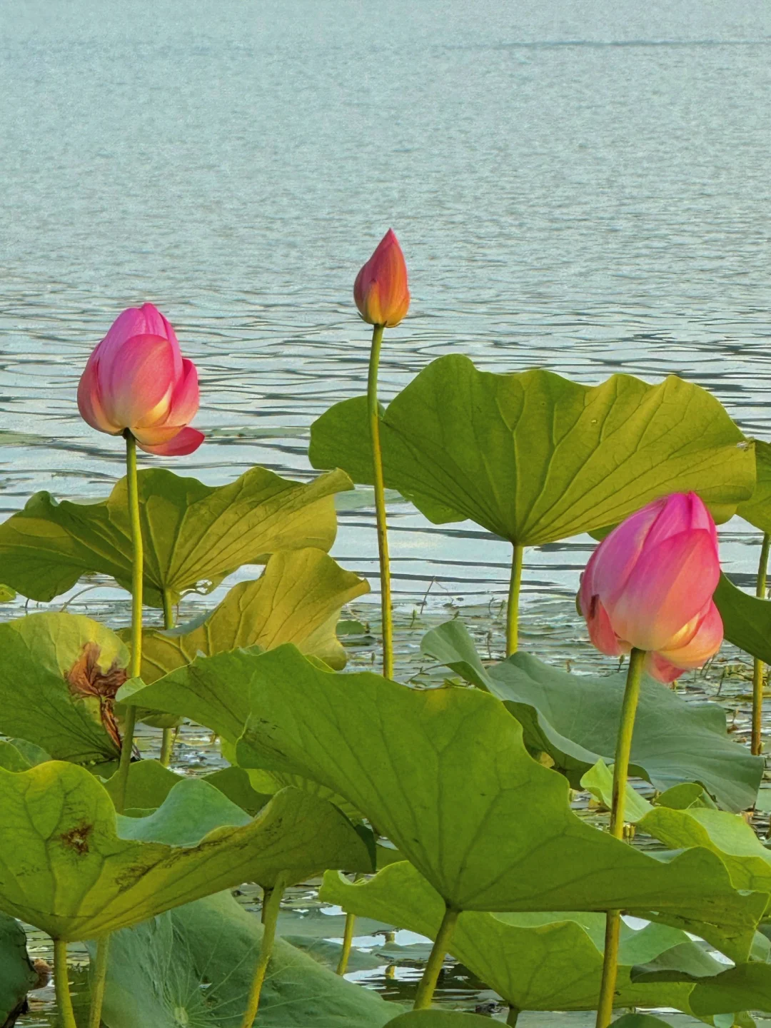 无锡夏天最迷人的小岛，我会反复爱上。