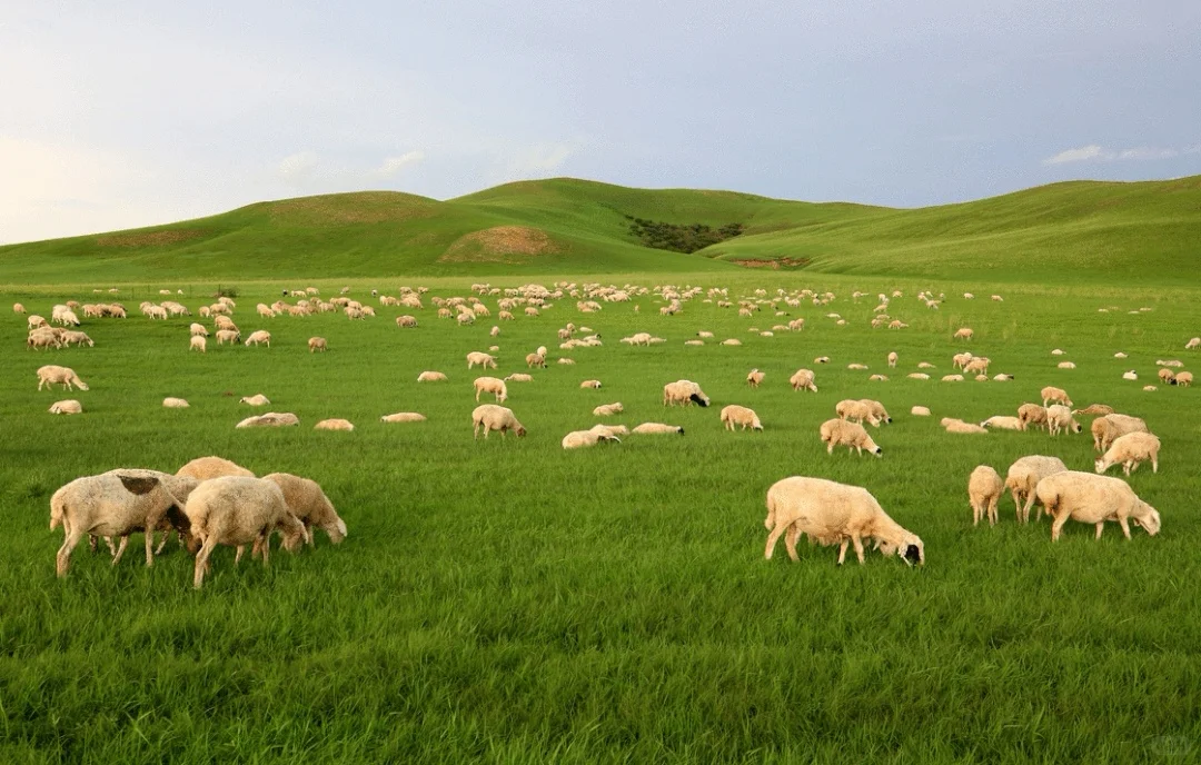 内蒙古兴安盟︱赴一场草原的邀约