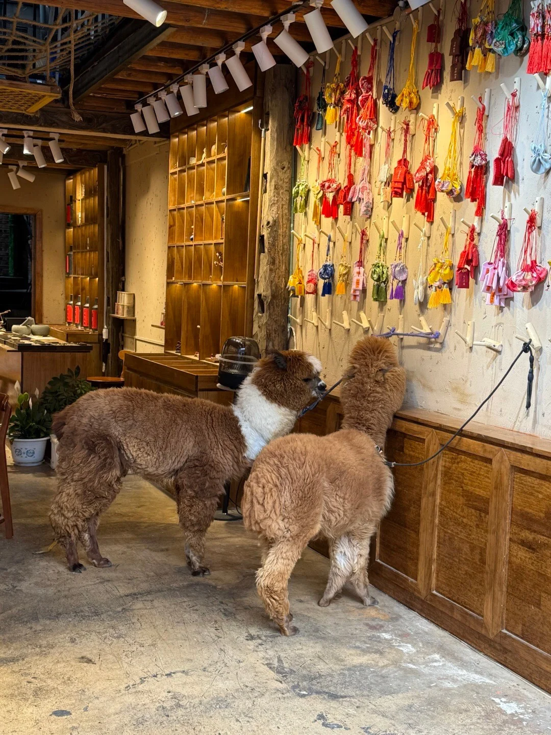 关于和闺蜜报了个云南纯玩团后续（纯分享）