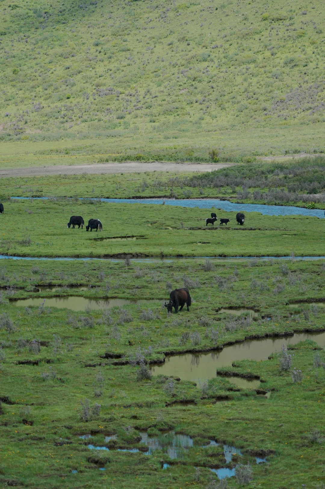 花海去什么俄么塘，达格则啥都能实现。