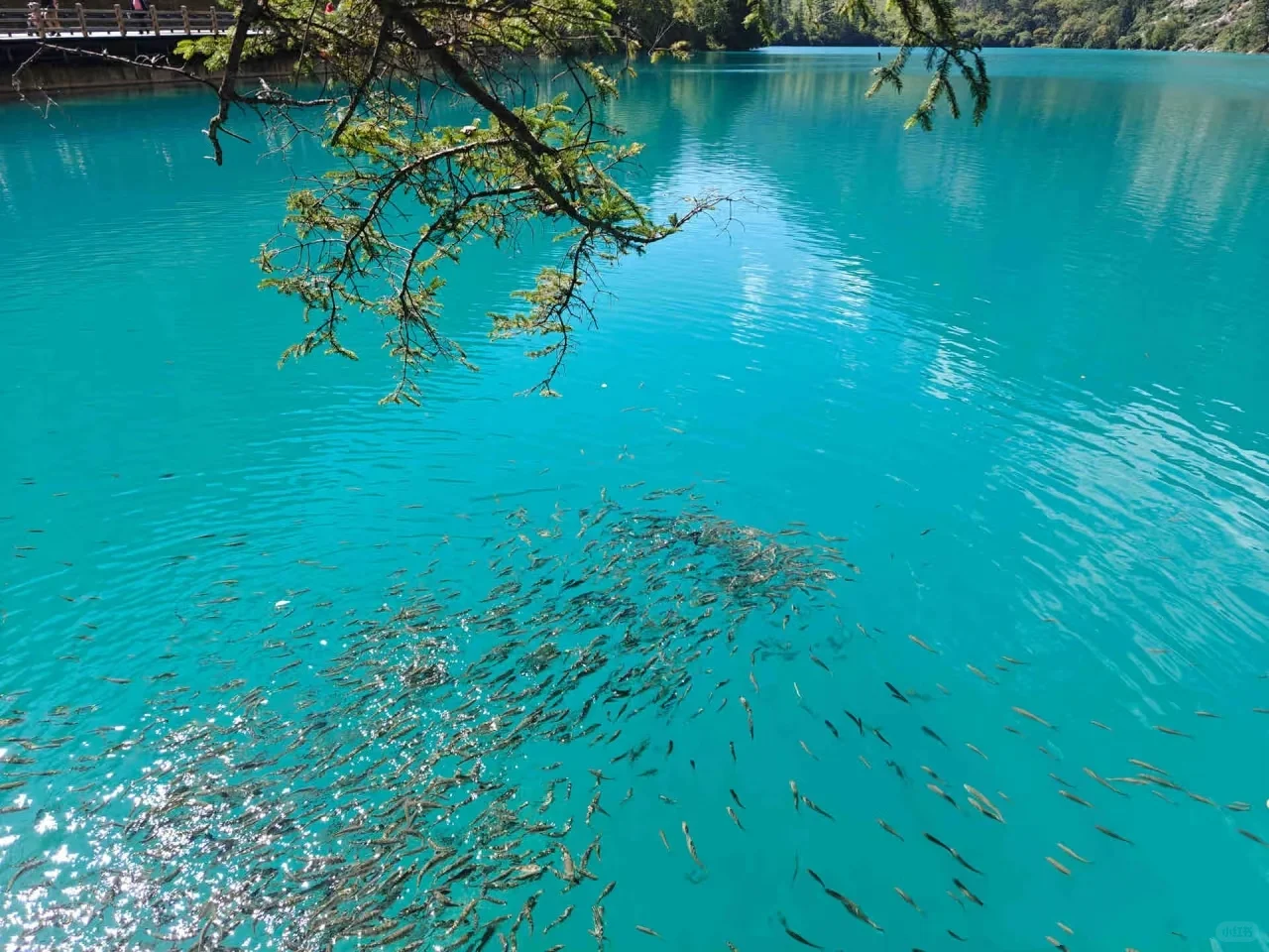 1000块💰玩转九寨沟两天一夜