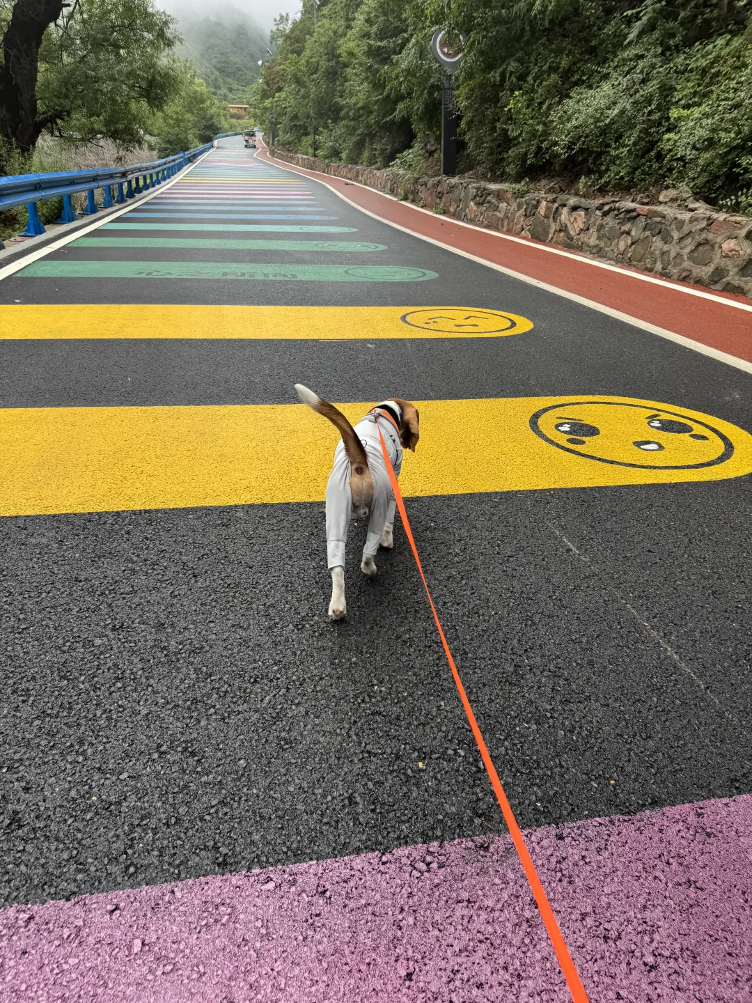 石家庄周边宠物友好景区-嶂石岩