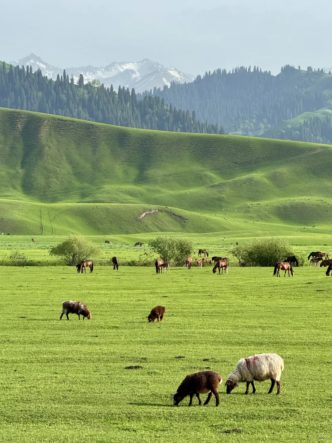 在新疆拍到了，我的人生live图！