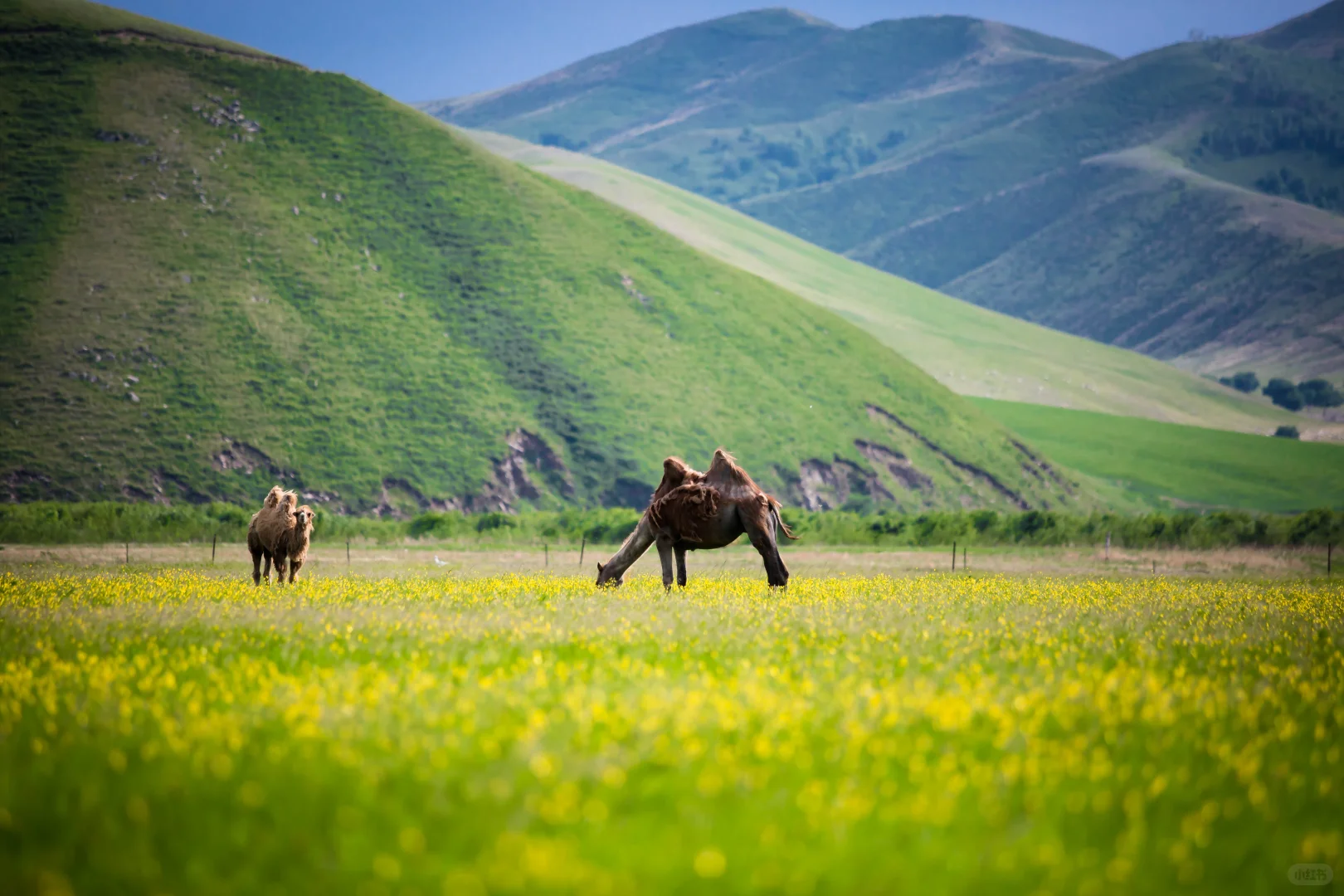 内蒙古兴安盟︱赴一场草原的邀约