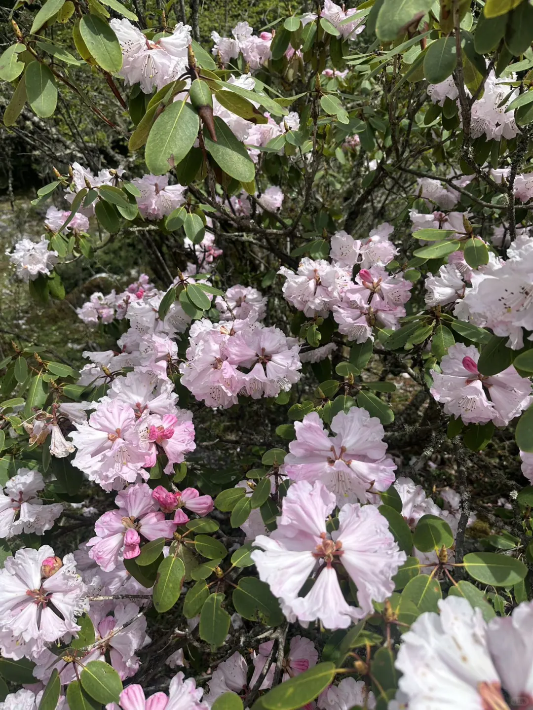 在川西！去山里感受20度的夏天💦
