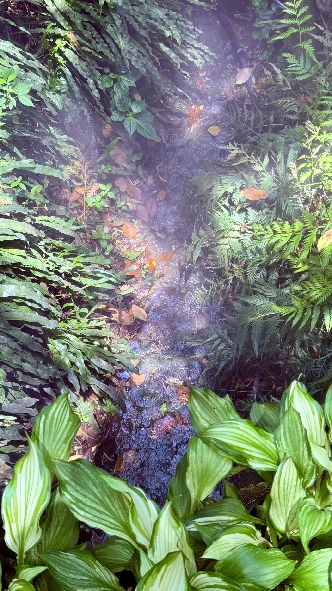 杭州避暑胜地「仙桥洞」绿野仙踪+ 丁达尔效应