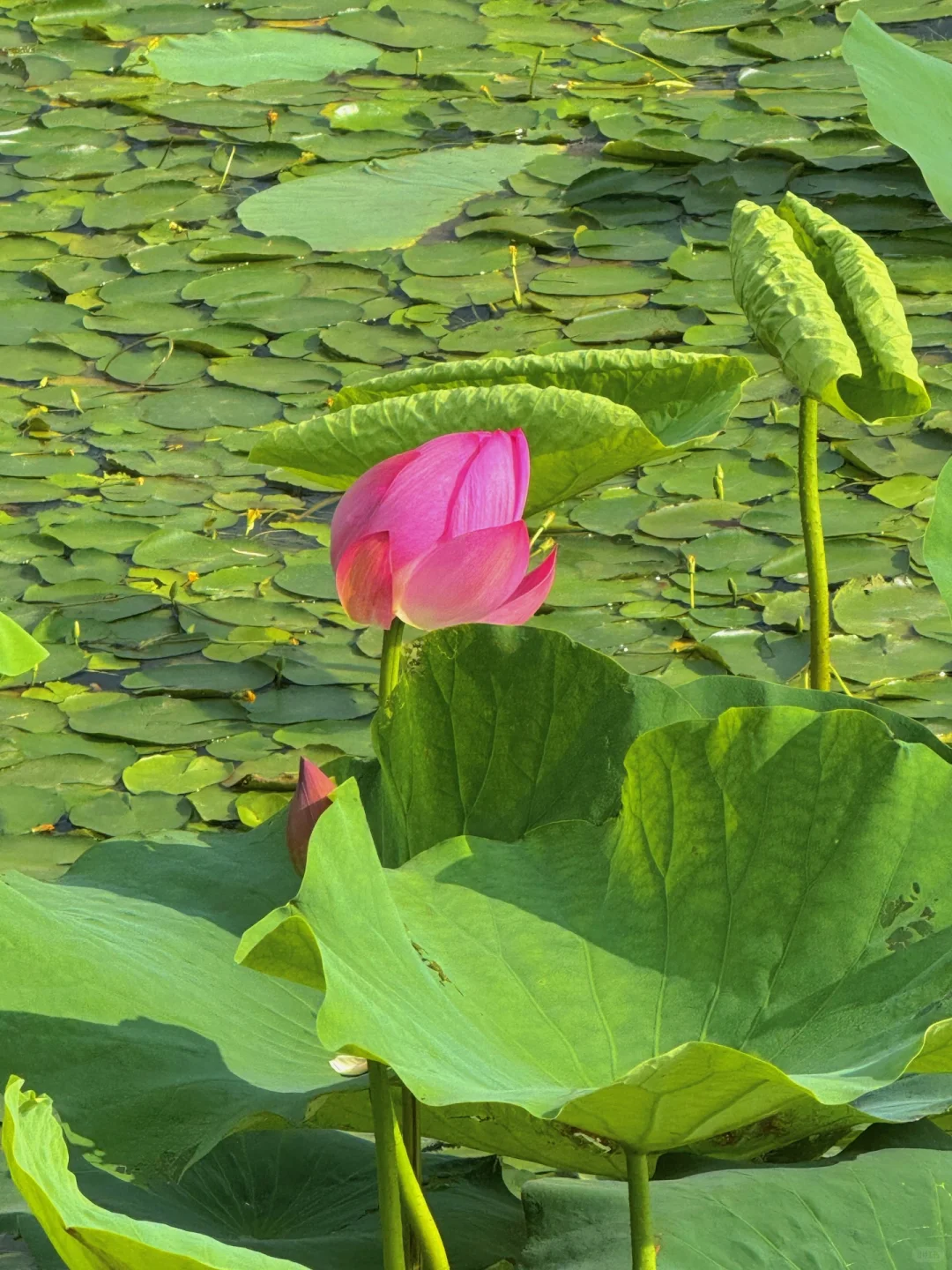 无锡夏天最迷人的小岛，我会反复爱上。