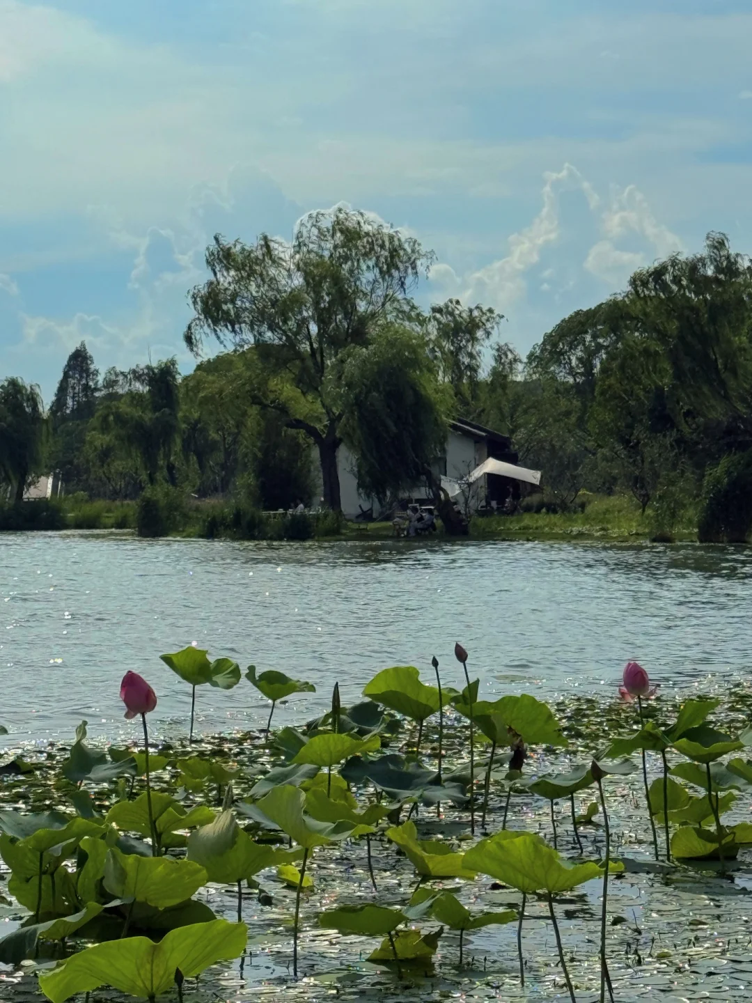 无锡夏天最迷人的小岛，我会反复爱上。