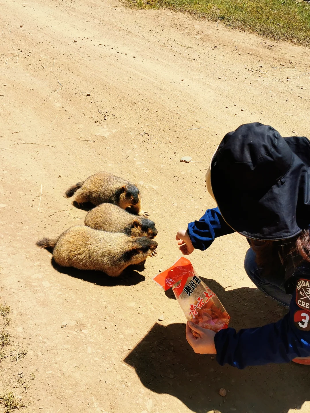 成都旅游，一定要租车🚗自驾一次川西！