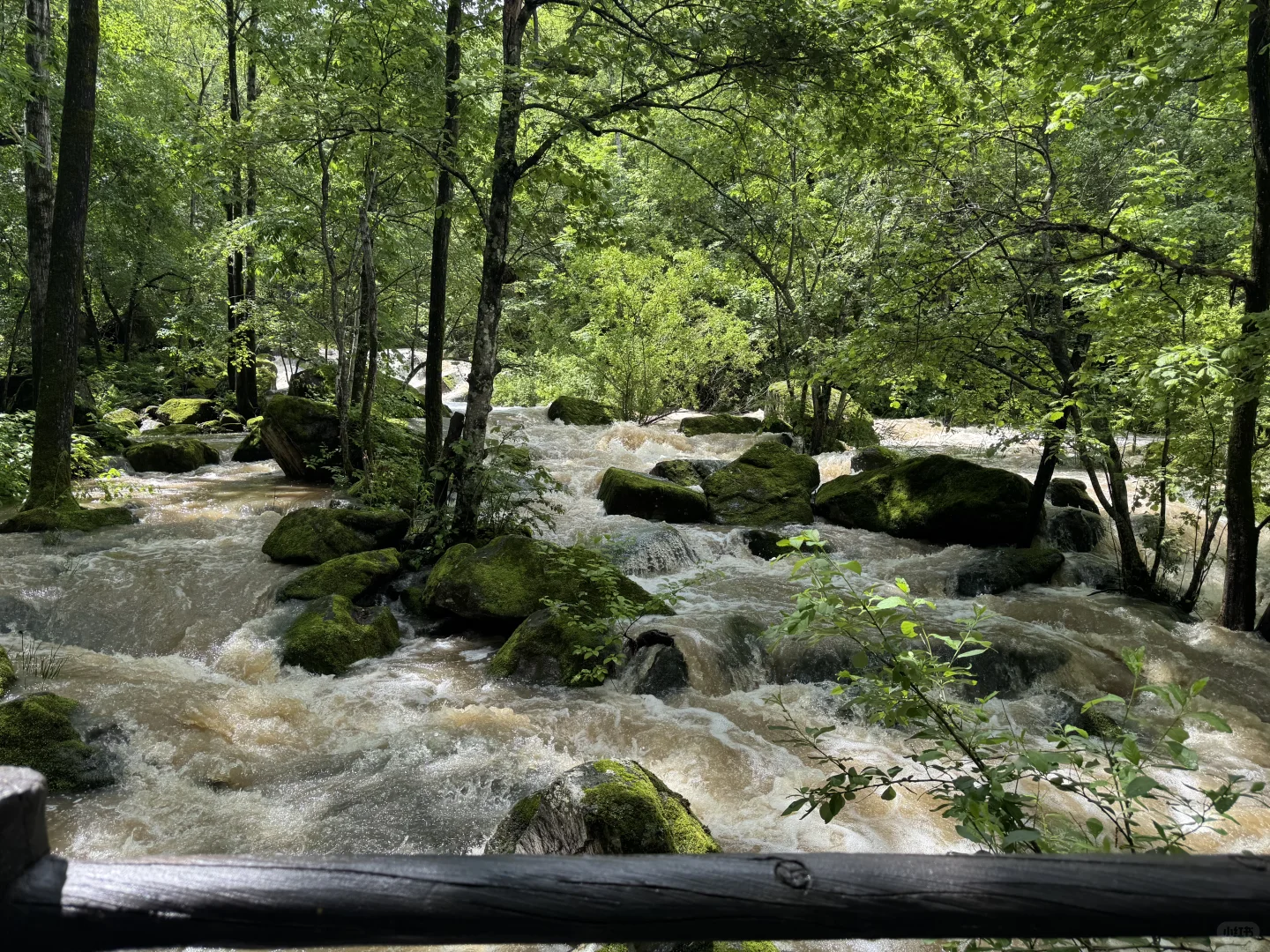 ＂目光所及皆苍绿＂🌲🌿