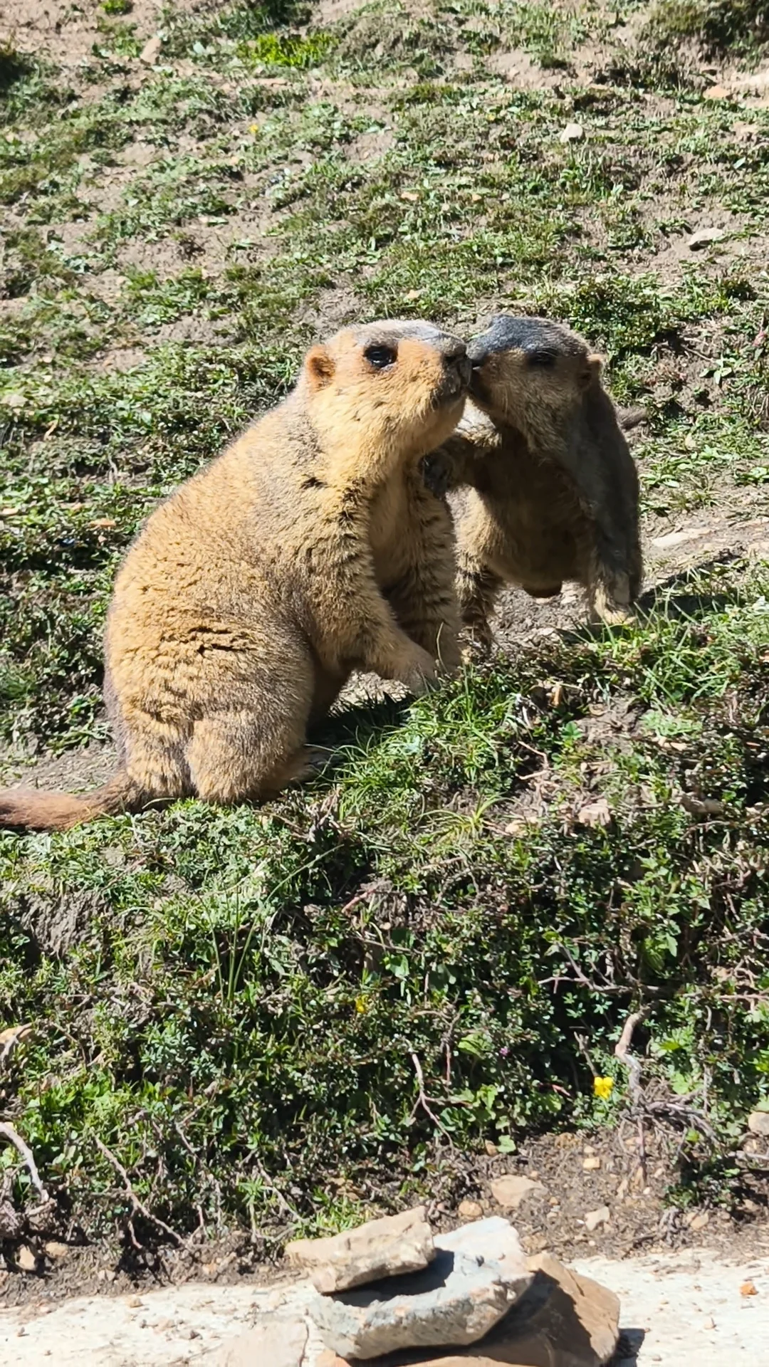 说一个你认为川西最坑的景点