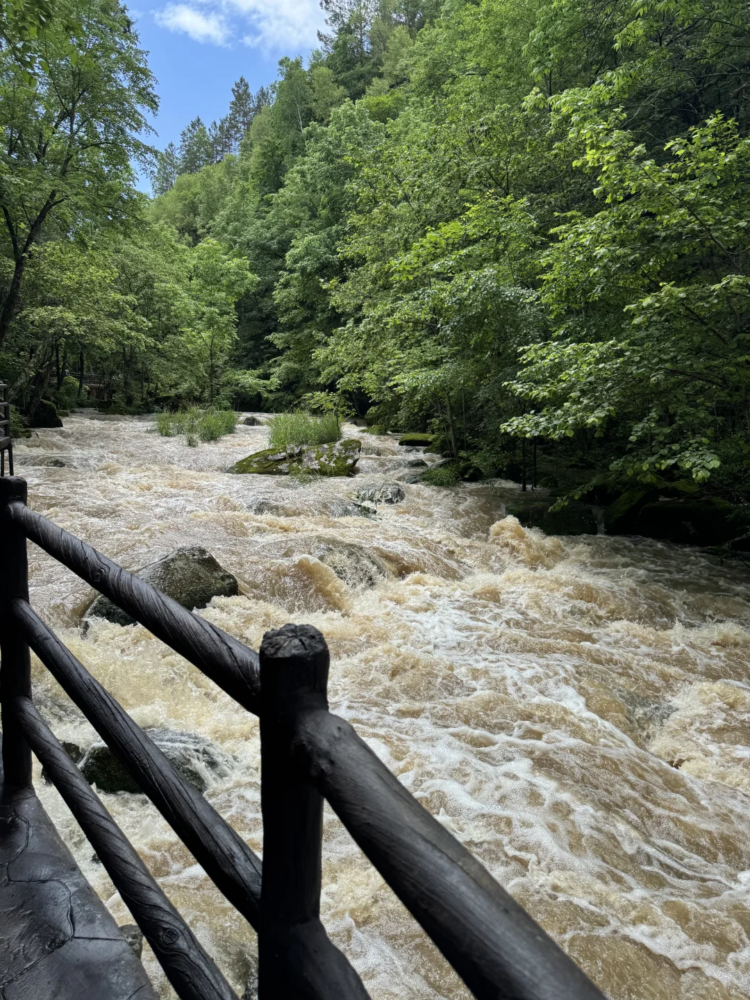 ＂目光所及皆苍绿＂🌲🌿