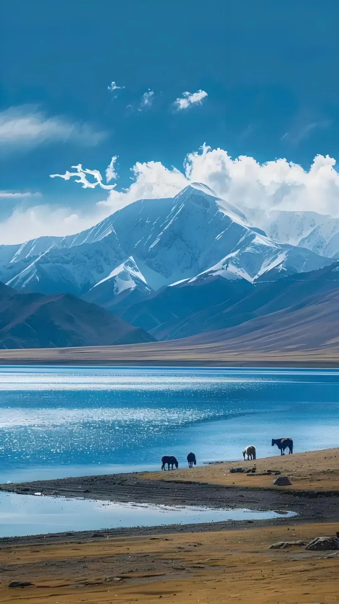 西藏后劲太大了！😭