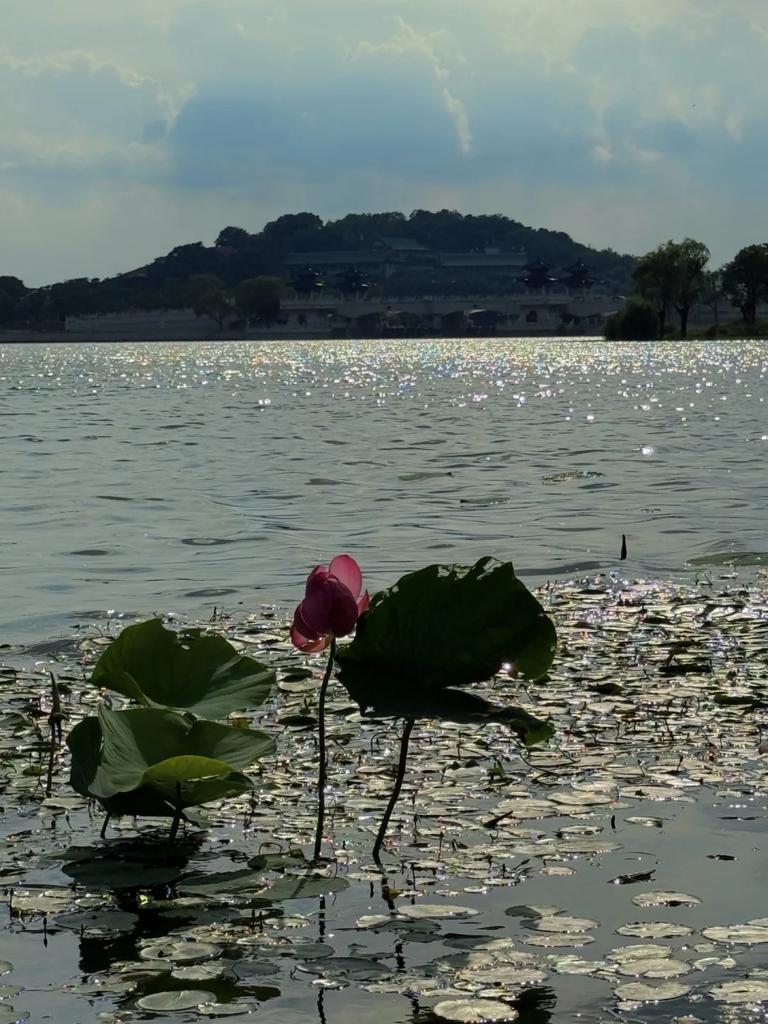 无锡夏天最迷人的小岛，我会反复爱上。