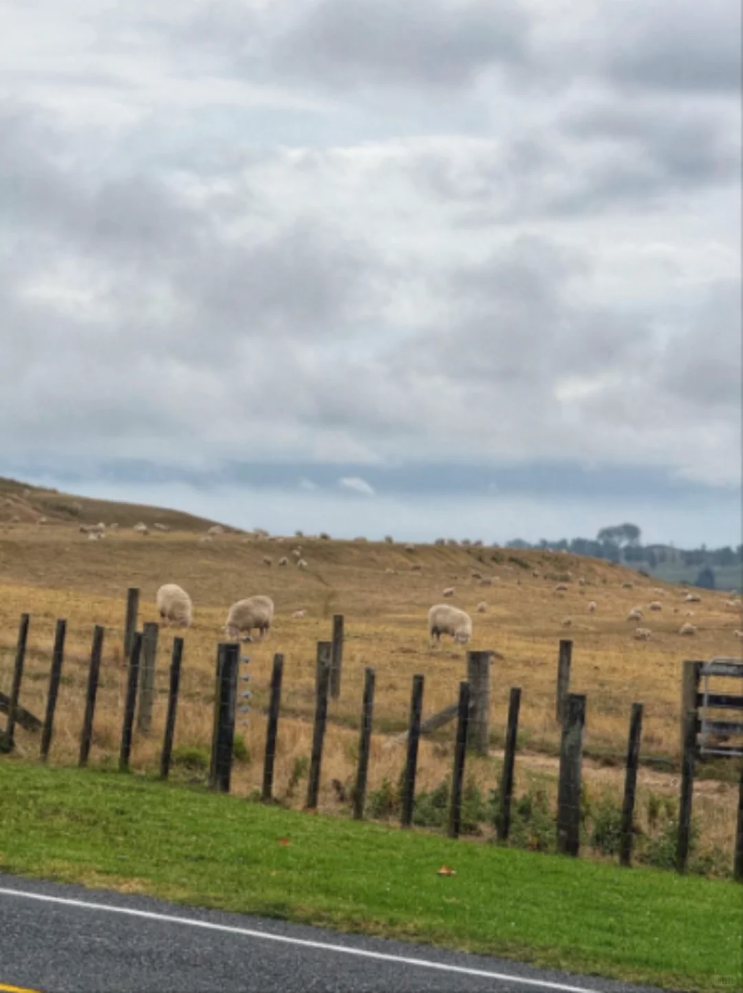 存下吧！很难找到的2025新西兰旅游攻略。。