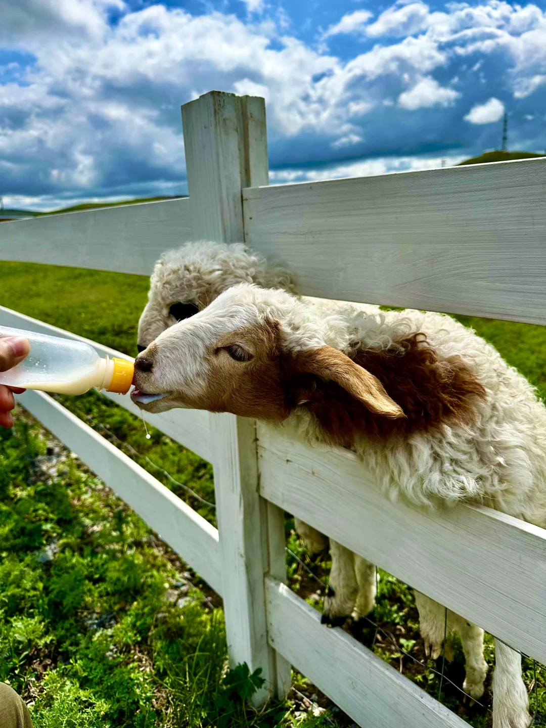 跟朋友去了趟内蒙古，真的可以媲美新西兰了…