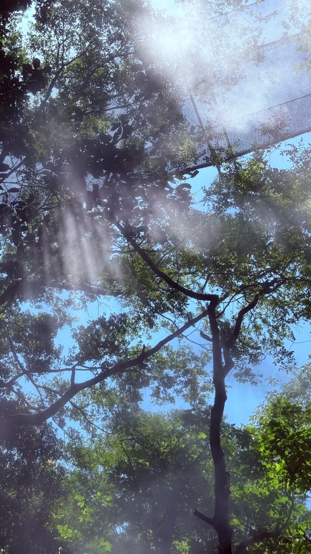 杭州避暑胜地「仙桥洞」绿野仙踪+ 丁达尔效应