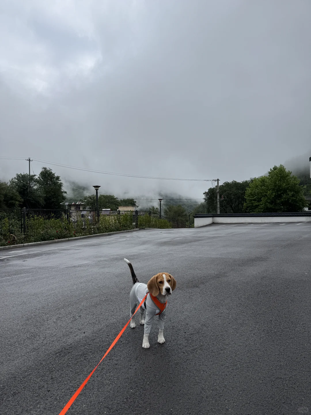 石家庄周边宠物友好景区-嶂石岩