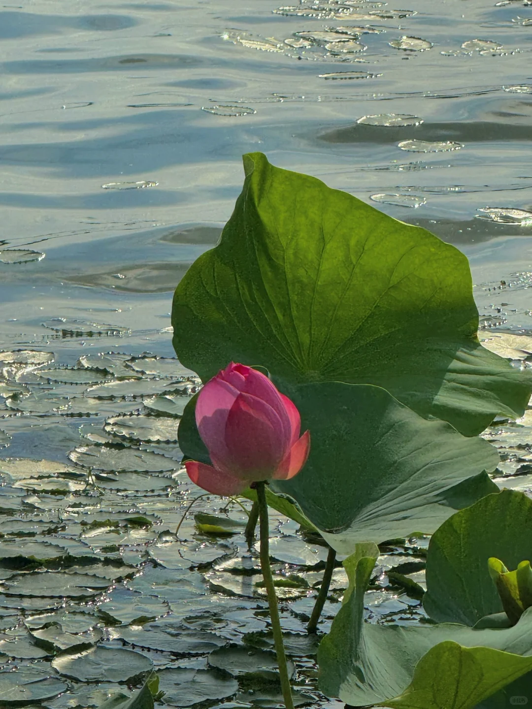 无锡夏天最迷人的小岛，我会反复爱上。