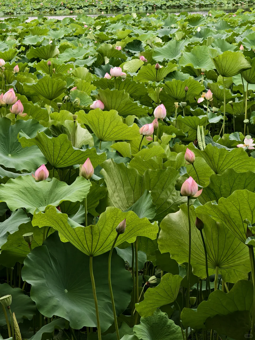 暑期淮南旅游攻略|九大必打卡景点（附讲解