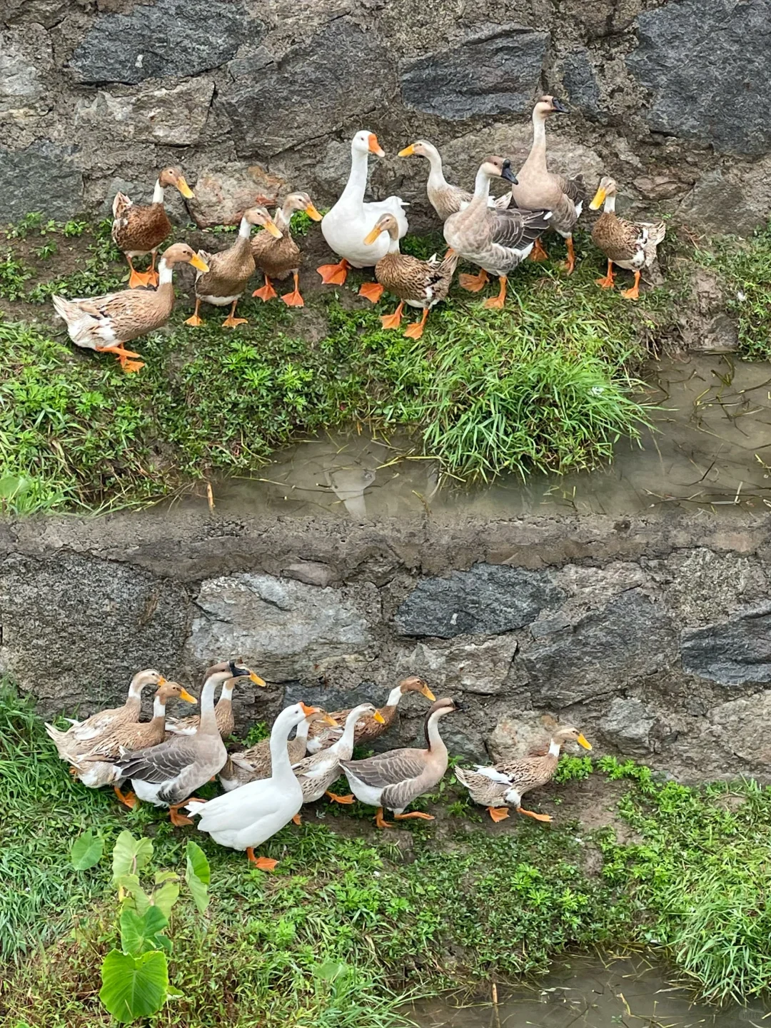 3天2夜｜黄山-宏村-西递 旅游Plog❗️绝对值得