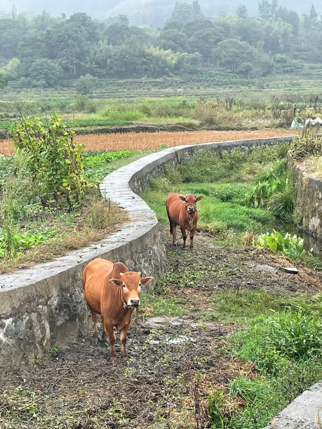 3天2夜｜黄山-宏村-西递 旅游Plog❗️绝对值得