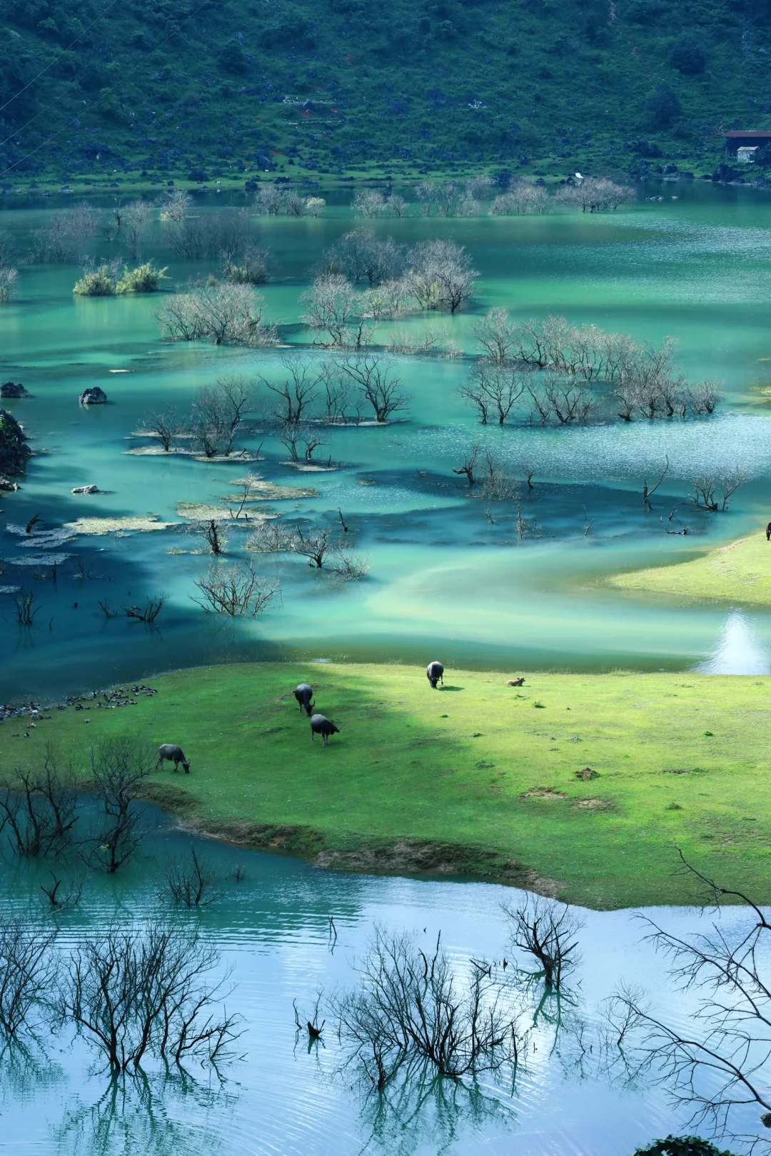 去不了新疆，去百色也行呀