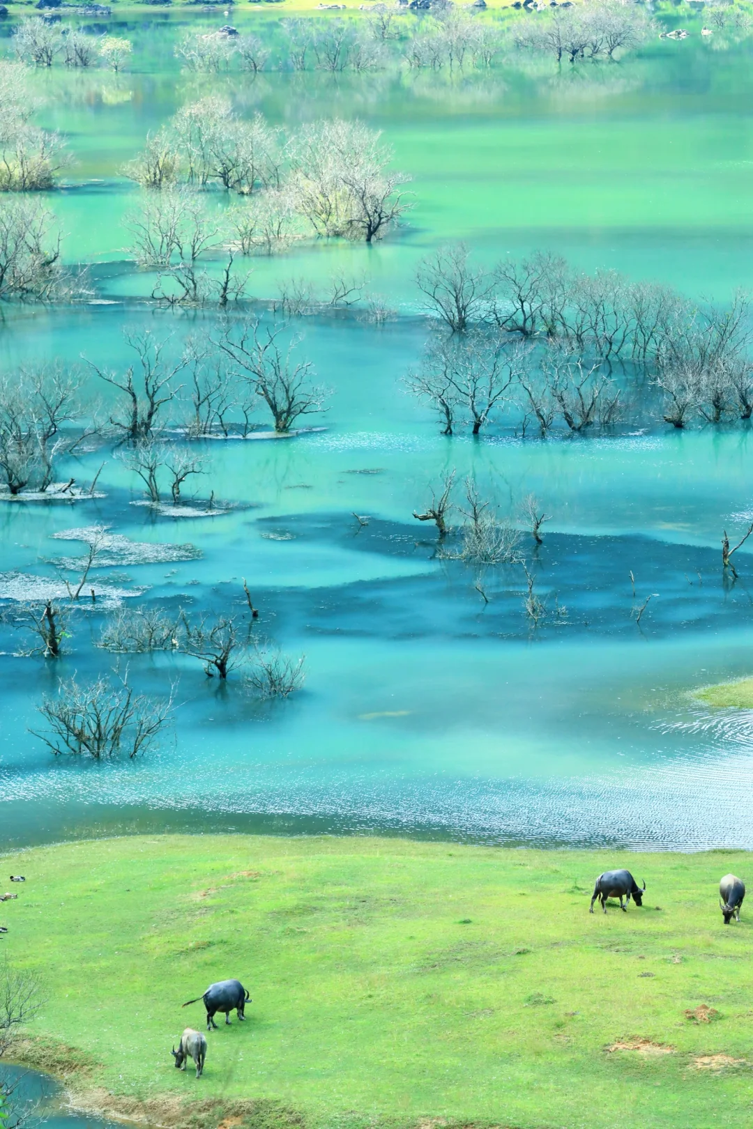 去不了新疆，去百色也行呀