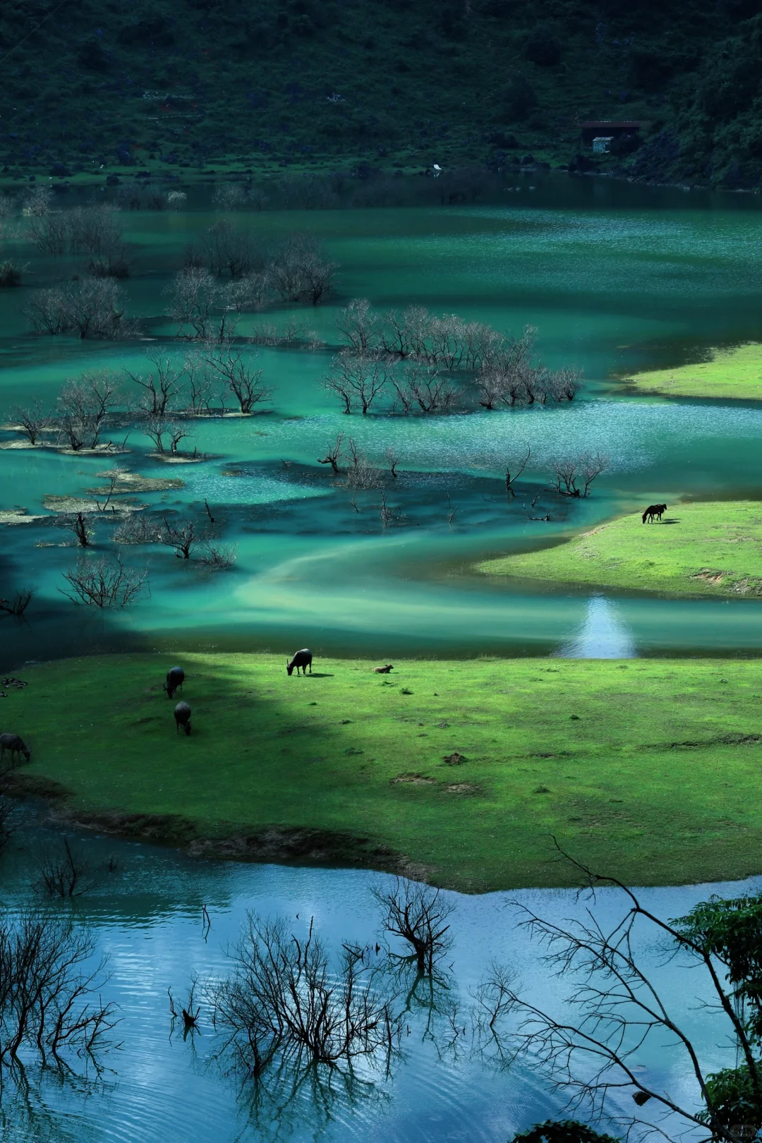 去不了新疆，去百色也行呀