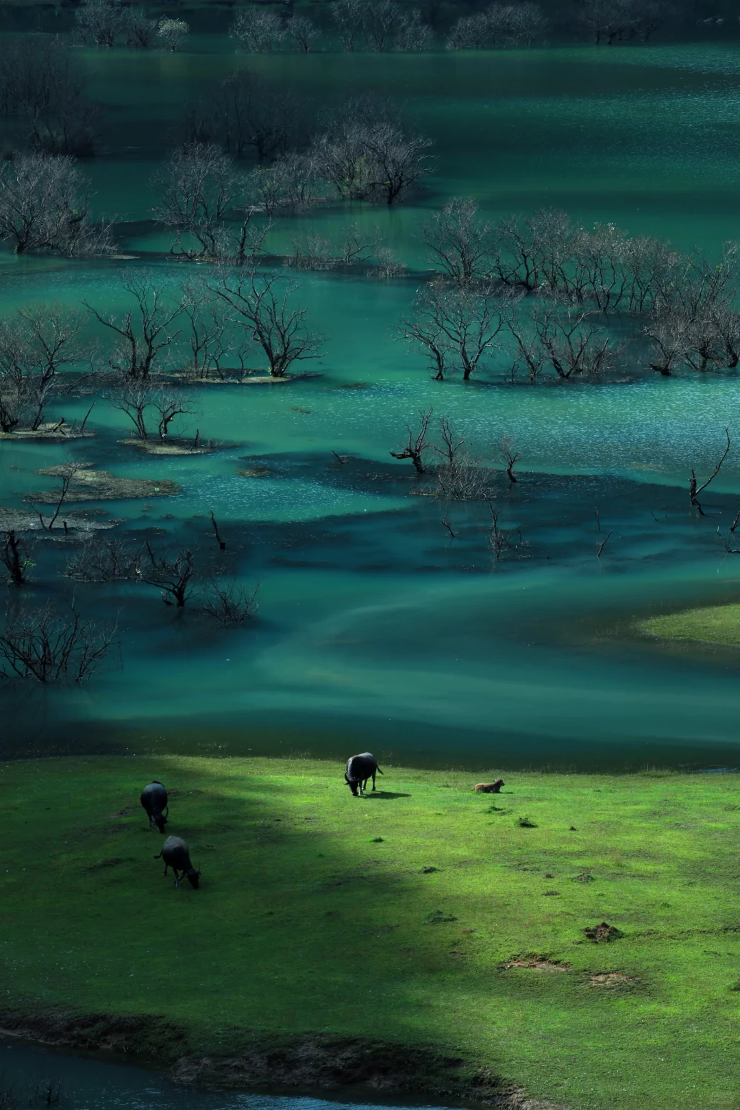 去不了新疆，去百色也行呀