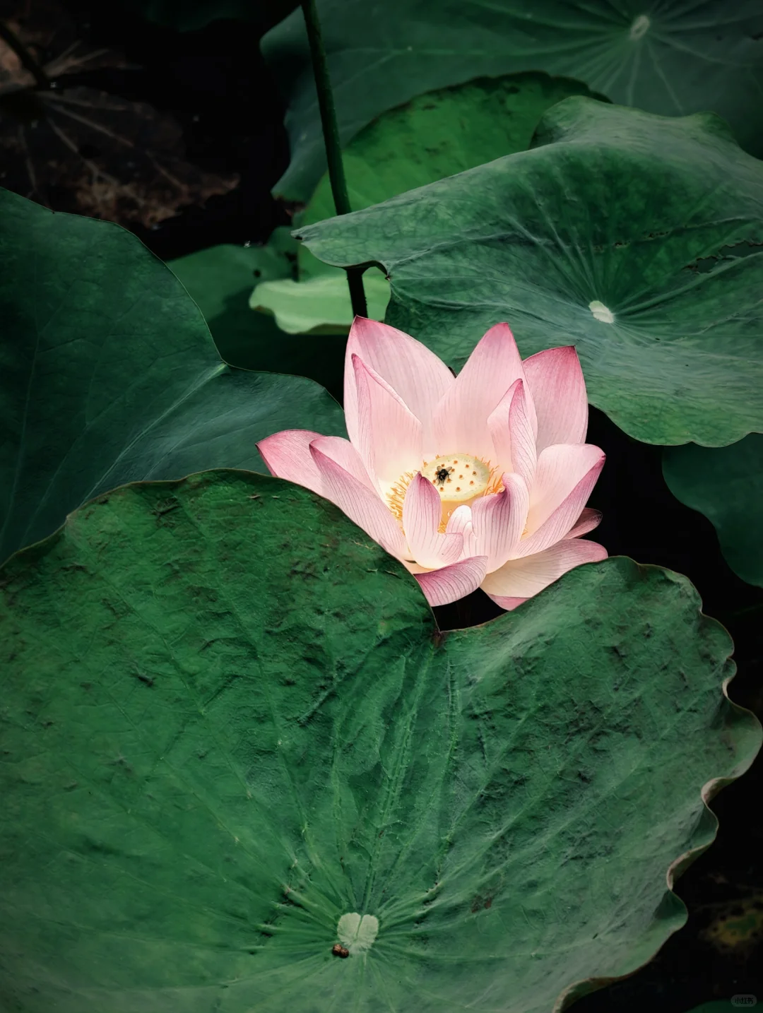 肇庆「七星岩」一日游