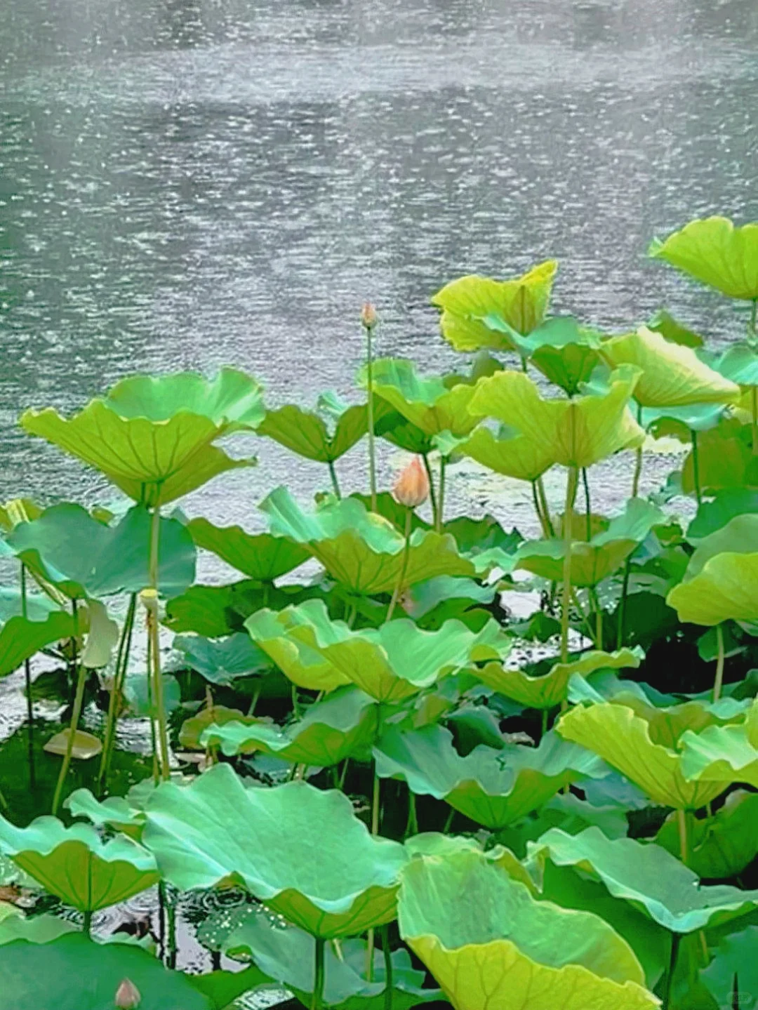 比起乌镇，我更爱这烟雨西塘