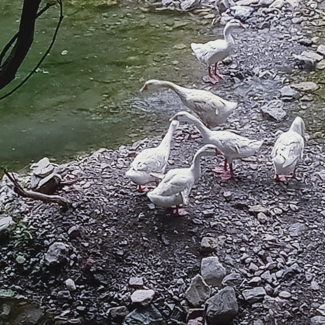 在景区打暑假工有多爽