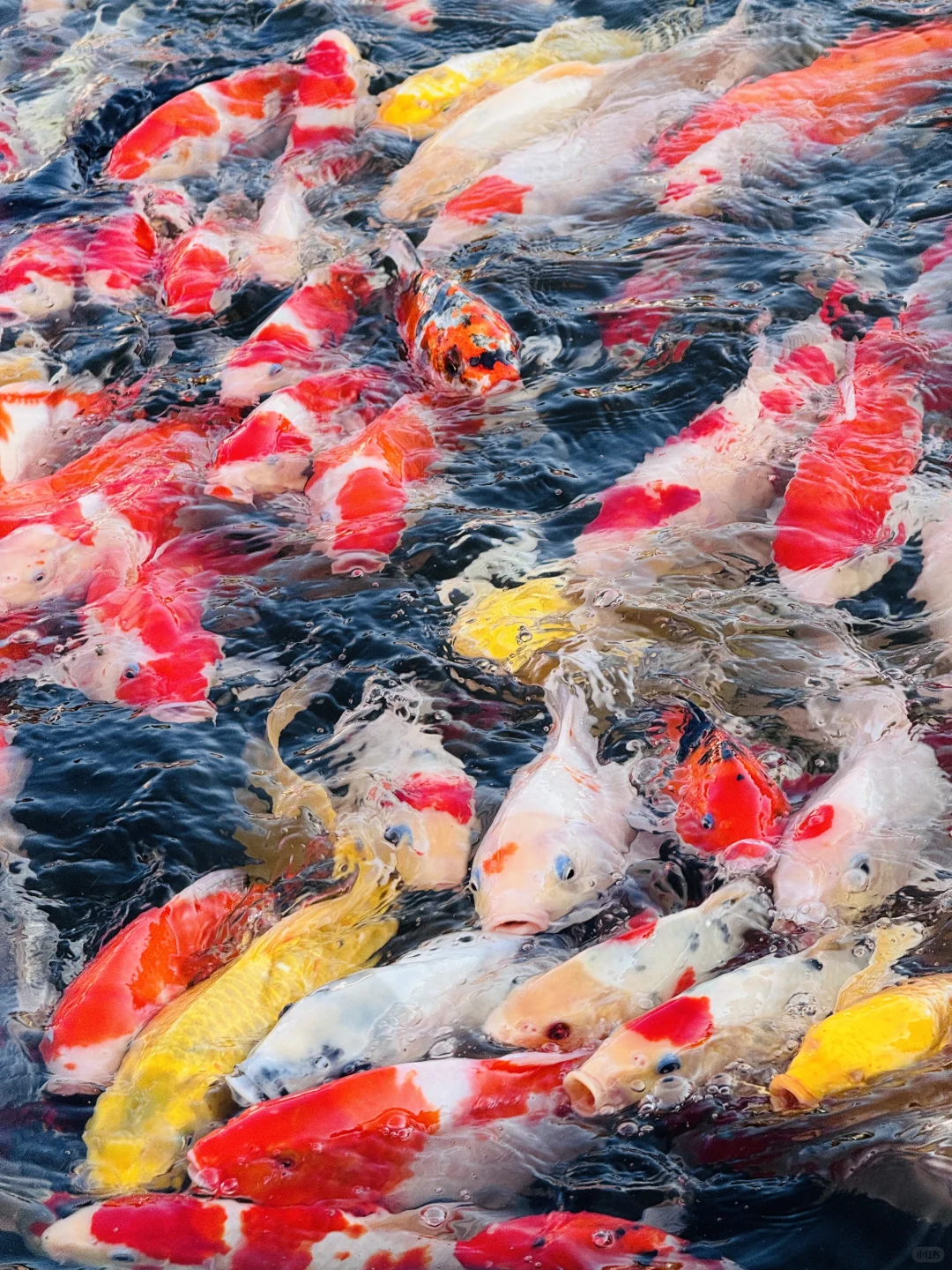 河头老街你就去吧，包出片的