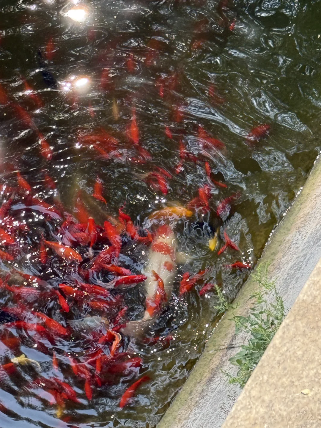 藏在泰山脚下的阿勒泰！这座宝藏公园我🔒4️⃣