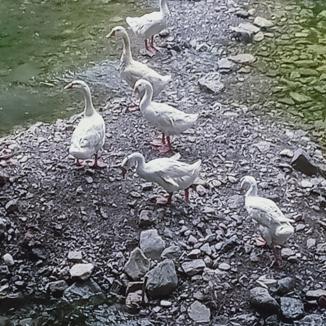 在景区打暑假工有多爽