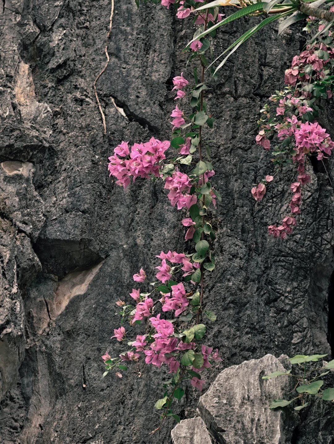 肇庆「七星岩」一日游