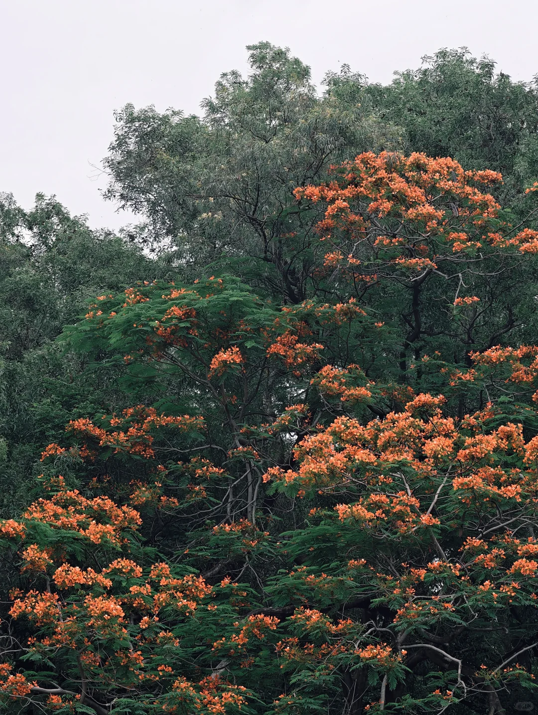 肇庆「七星岩」一日游