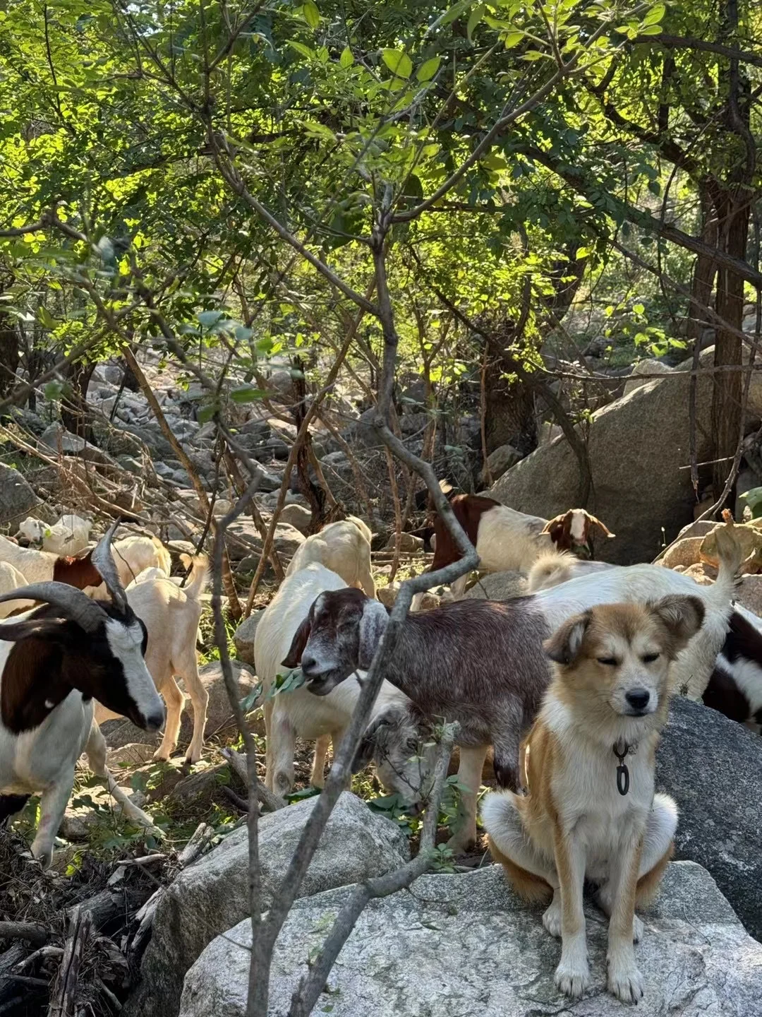 🌿免费踏青宝藏地!泰安东御道的小众治愈秘