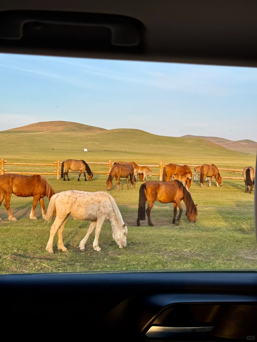 live图 被草原治愈了，美的让人失语～
