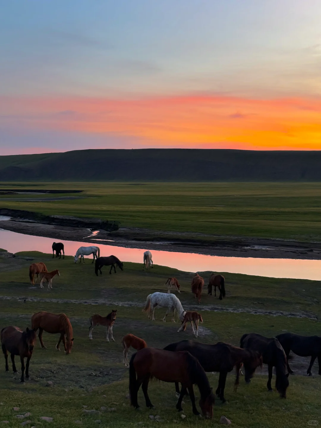 live图 被草原治愈了，美的让人失语～