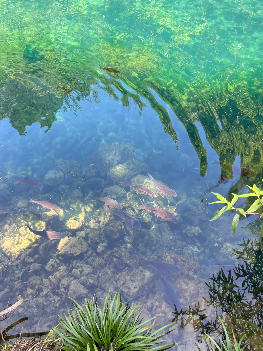 💙 “荔波小七孔，这片蓝是真实存在的吗？！”