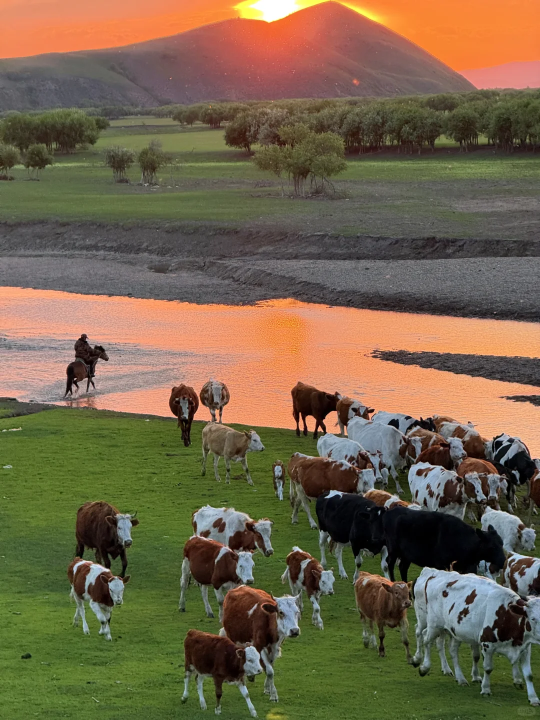 Live实况|初夏的呼伦贝尔美到失语..